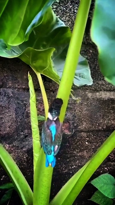 What is called stuck in full  FAIL