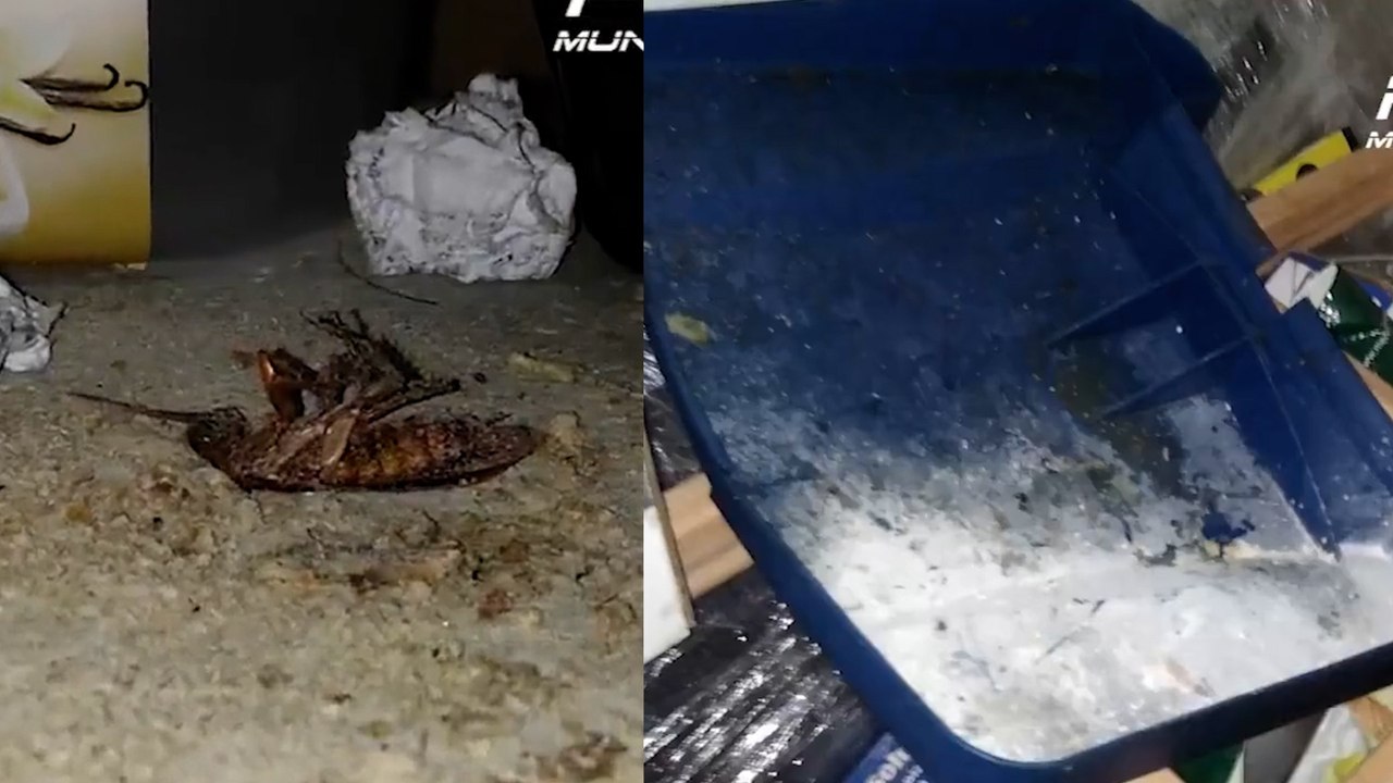 Un 'kebab' con cucarachas, grasa y moho, cerrado temporalmente en Fuencarral (Madrid)