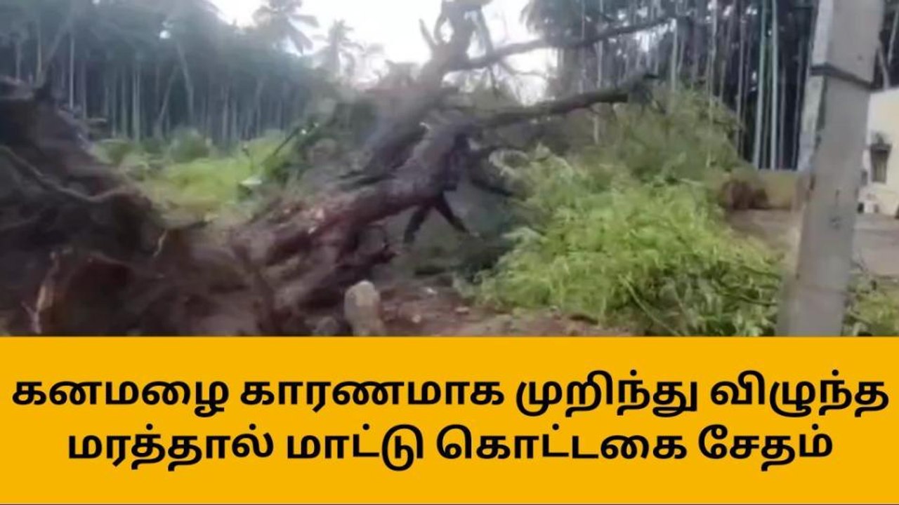 ஈரோடு: பலத்த காற்றுக்கு வேரோடு சாய்ந்த மரம்!