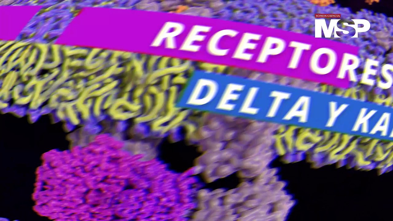 ¿Cómo funciona el #Tramadol? - #ExclusivoMSP