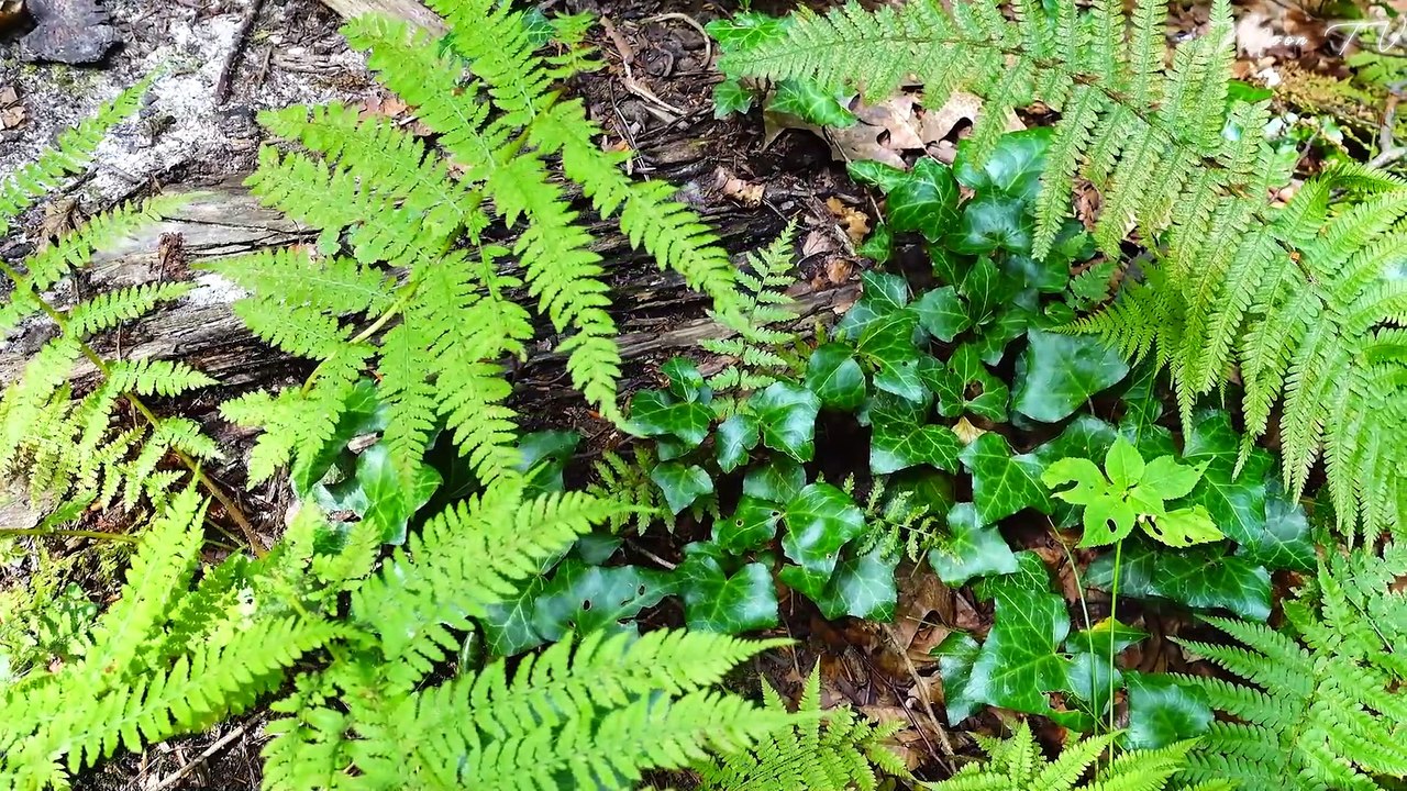 Sleep Music for Deep Relaxation