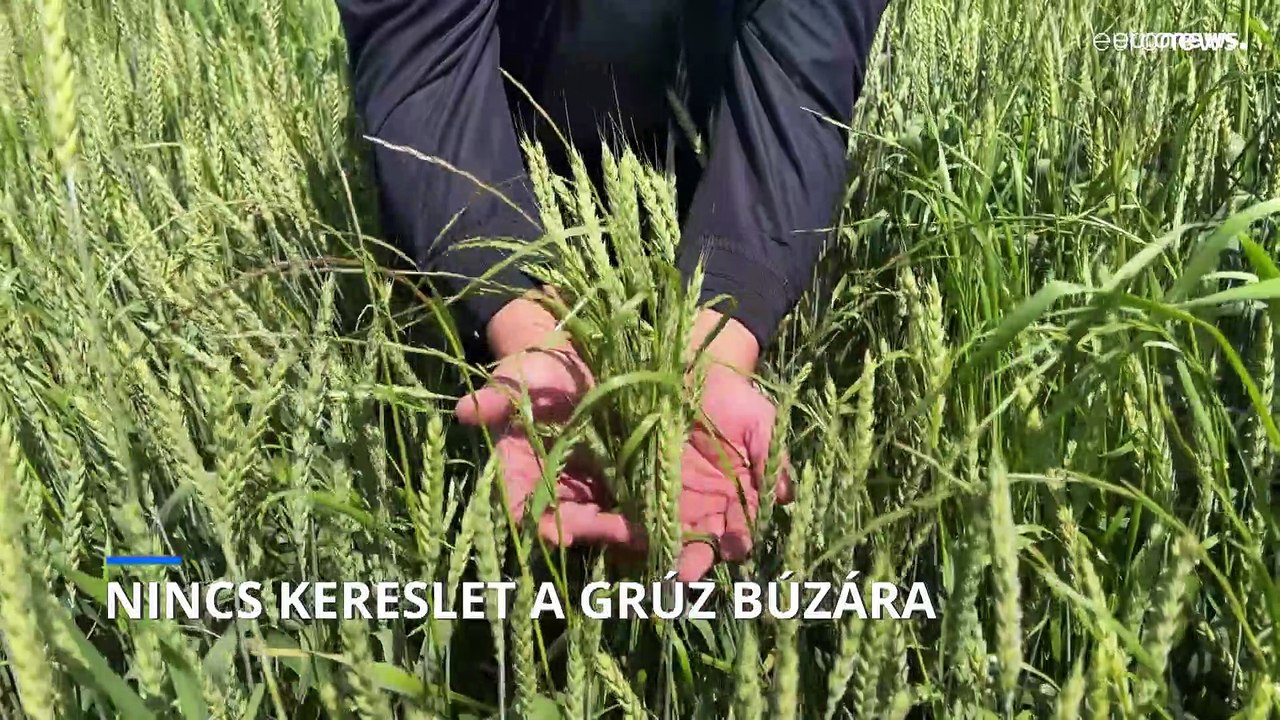 Nincs kereslet a grúz búzára