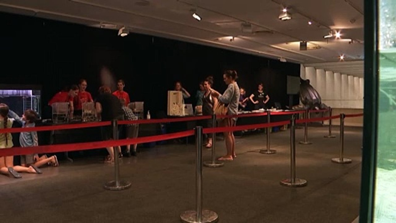 Endangered Loggerhead Turtles hatching on display at World Science Festival in Brisbane