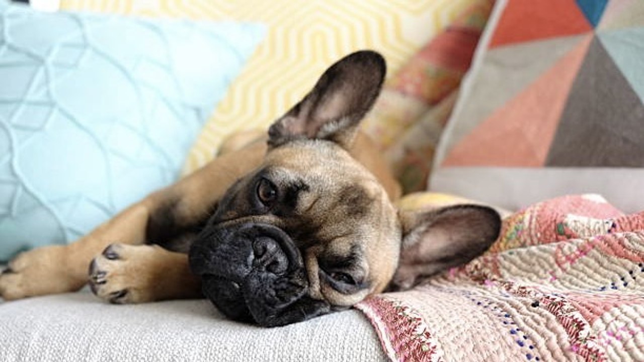 Las Razas De Perro Más Populares En EE.UU. En 2024