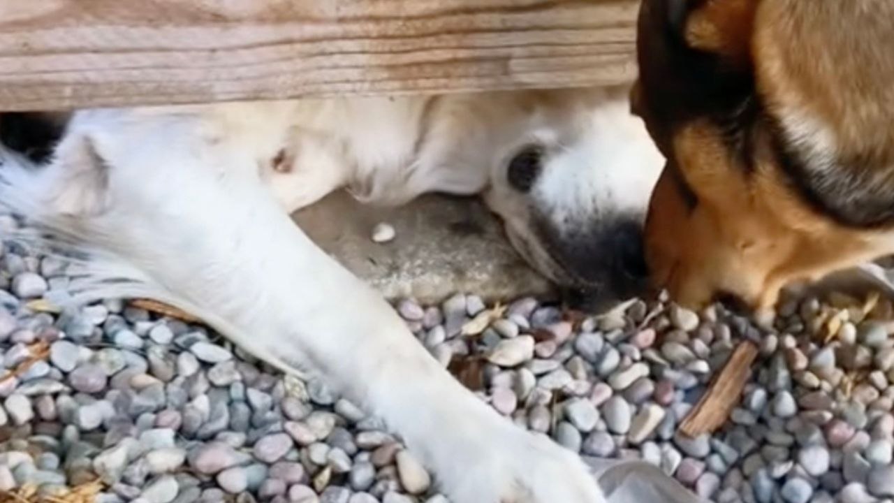 Owners build secret dog door in fence for "best friend" dogs