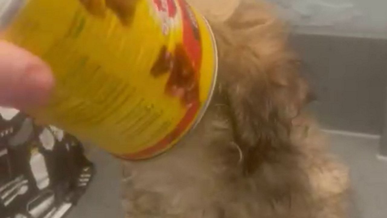 Funny moment young pup gets can stuck on its head