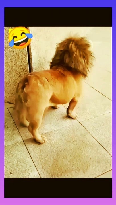 short Funny video #short #funny