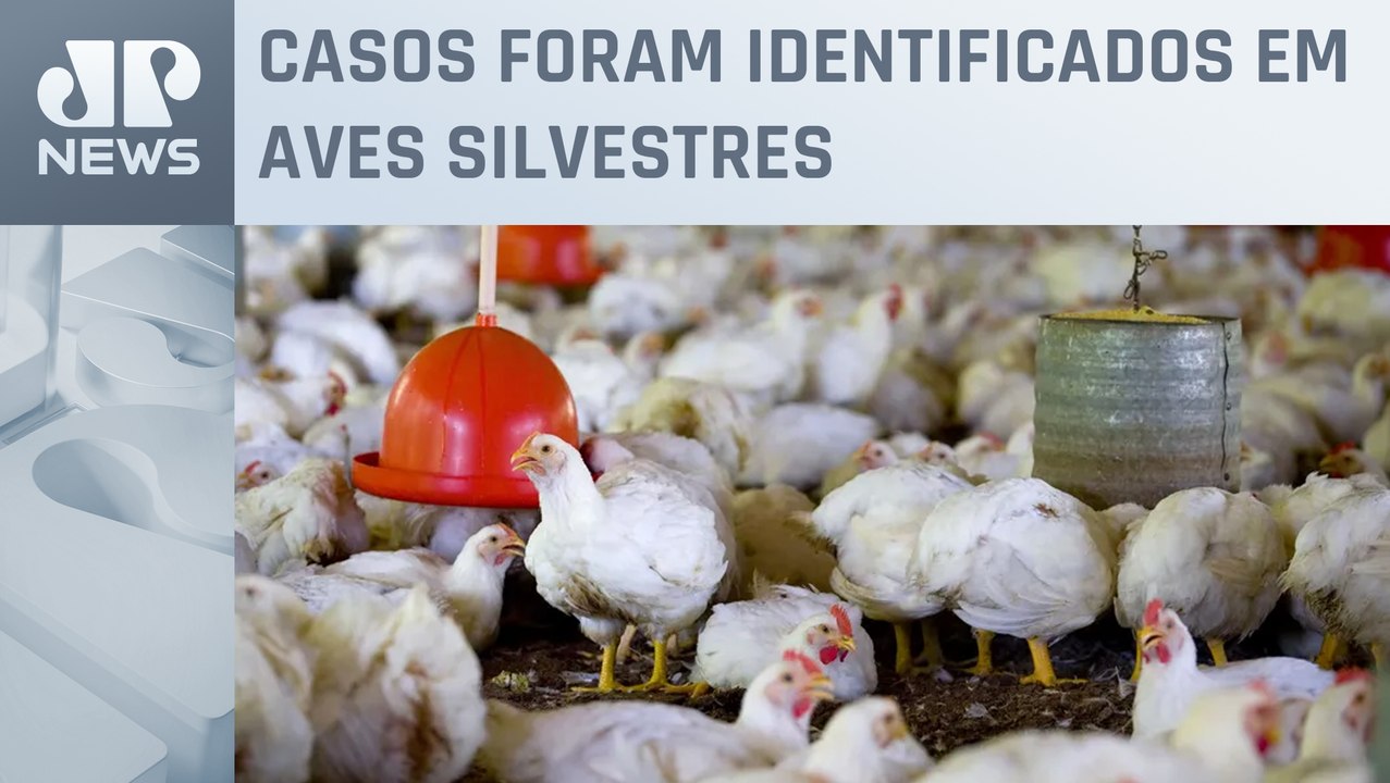 Brasil tem 31 focos de gripe aviária confirmados