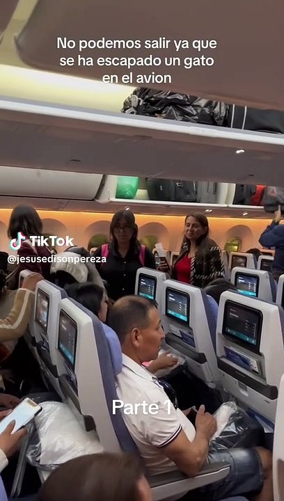 Gato paralizó viaje de avión