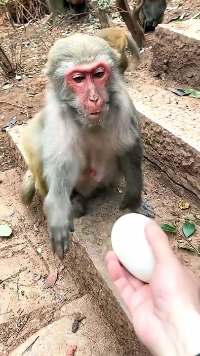#fyp  Goose egg#monkey#animalworld#pet#fyp
