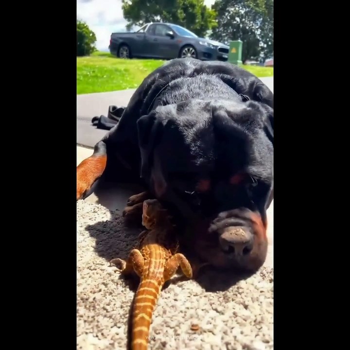 Funniest Cats and Dogs | Cute Cats and Dogs Doing Funny Things Compilation