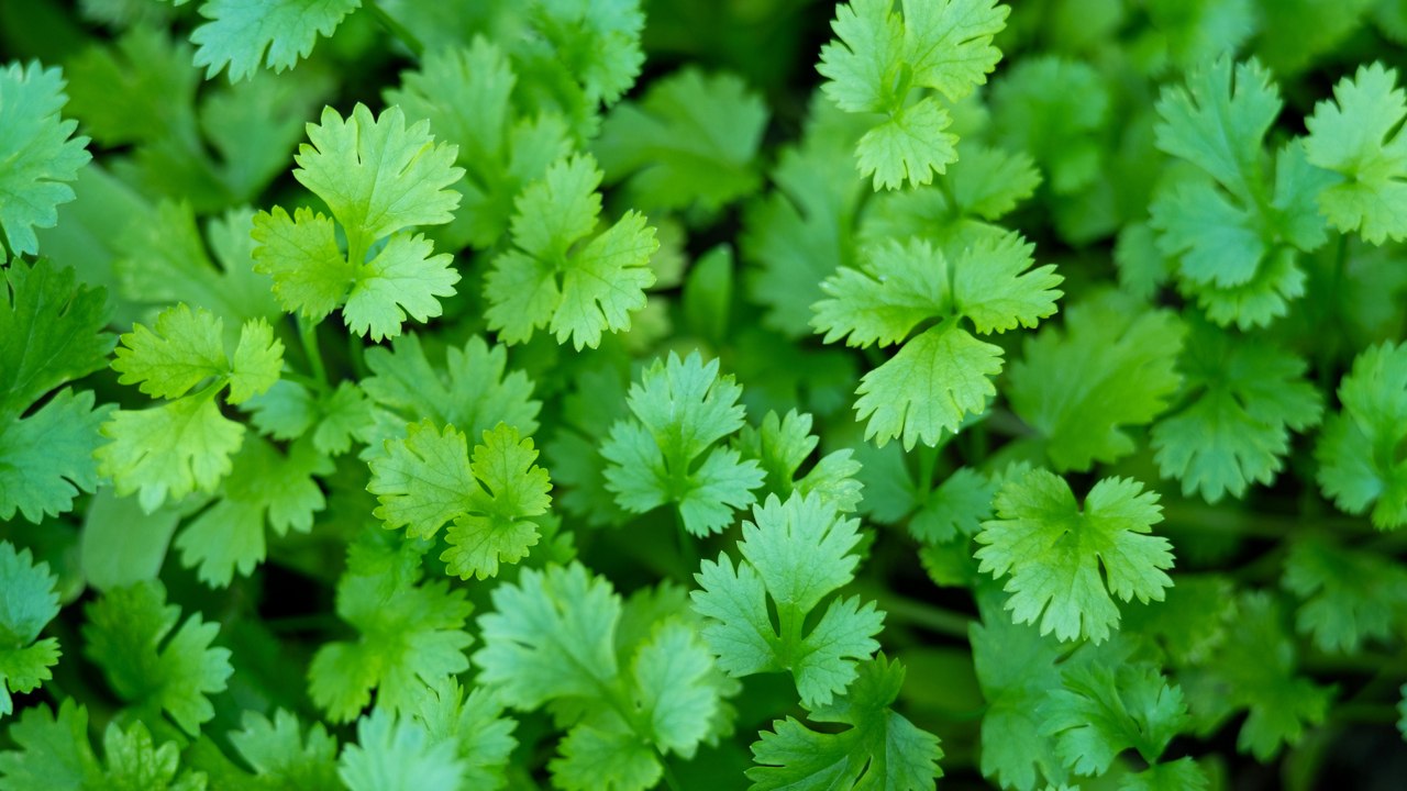 How To Store Cilantro