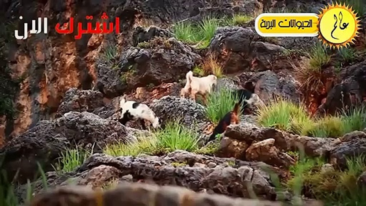 صراع البقاء في عالم الحيوان مشهد لا يصدق الحياة البرية في عالم الحيوان