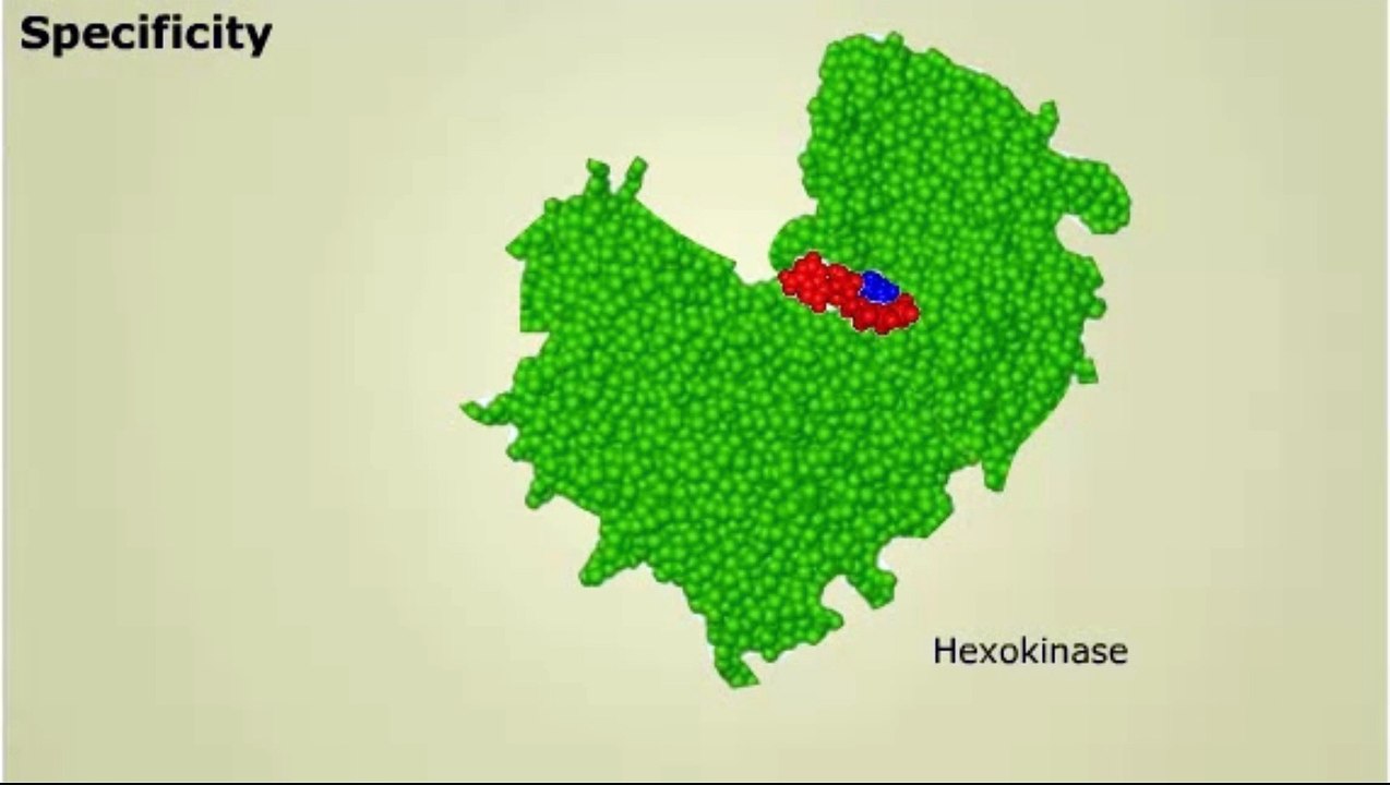 Characteristics of Enzymes
