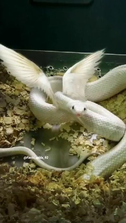 Flying Snakes & Its Types