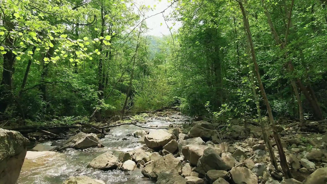 SONIDO DE AVES RELAJANTE 8 Minutos Que Te Ayudaran A Tranquilizar Tu Mente