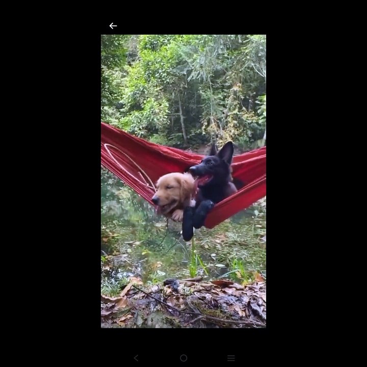 Explore the Fascinating World of Animal Types 🐾