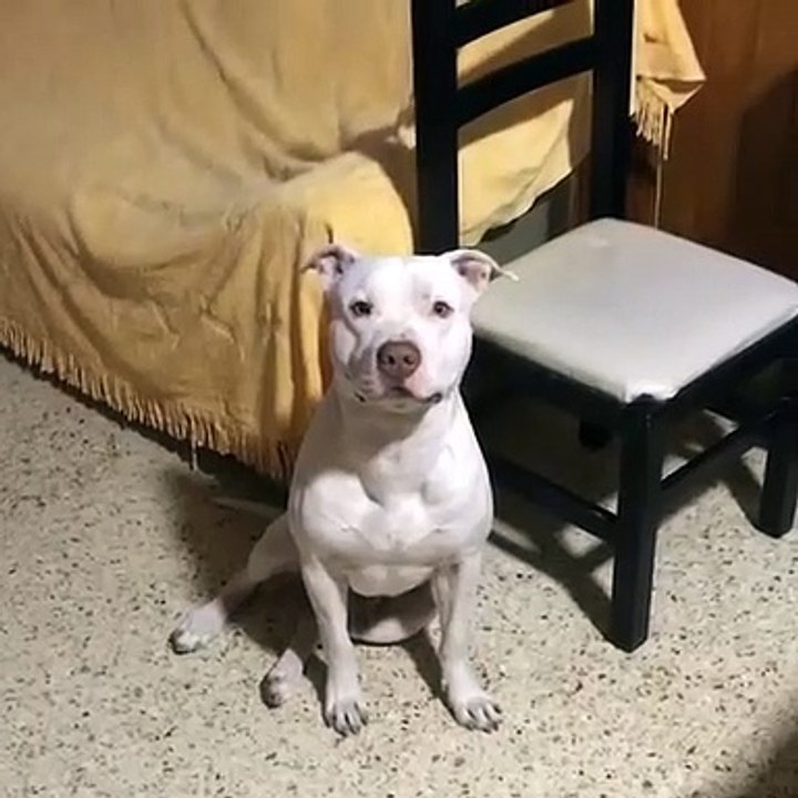 Rocco, alcanza el aparato para medir la glucosa