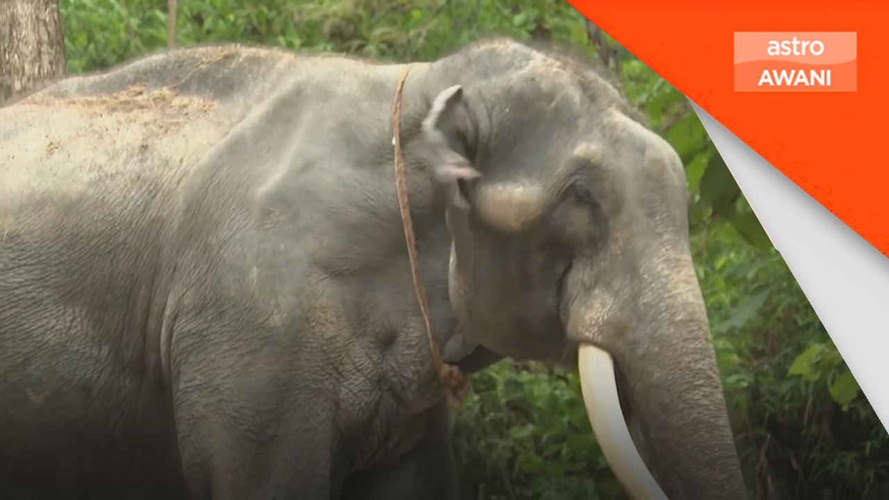 Gajah uzur kembali ke Thailand dari Sri Lanka