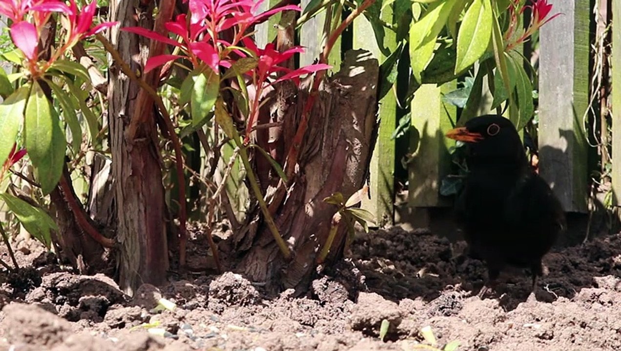 What Is the Difference Between a Raven and a Crow@animalfunnyworld21 @animalfunnyworld21