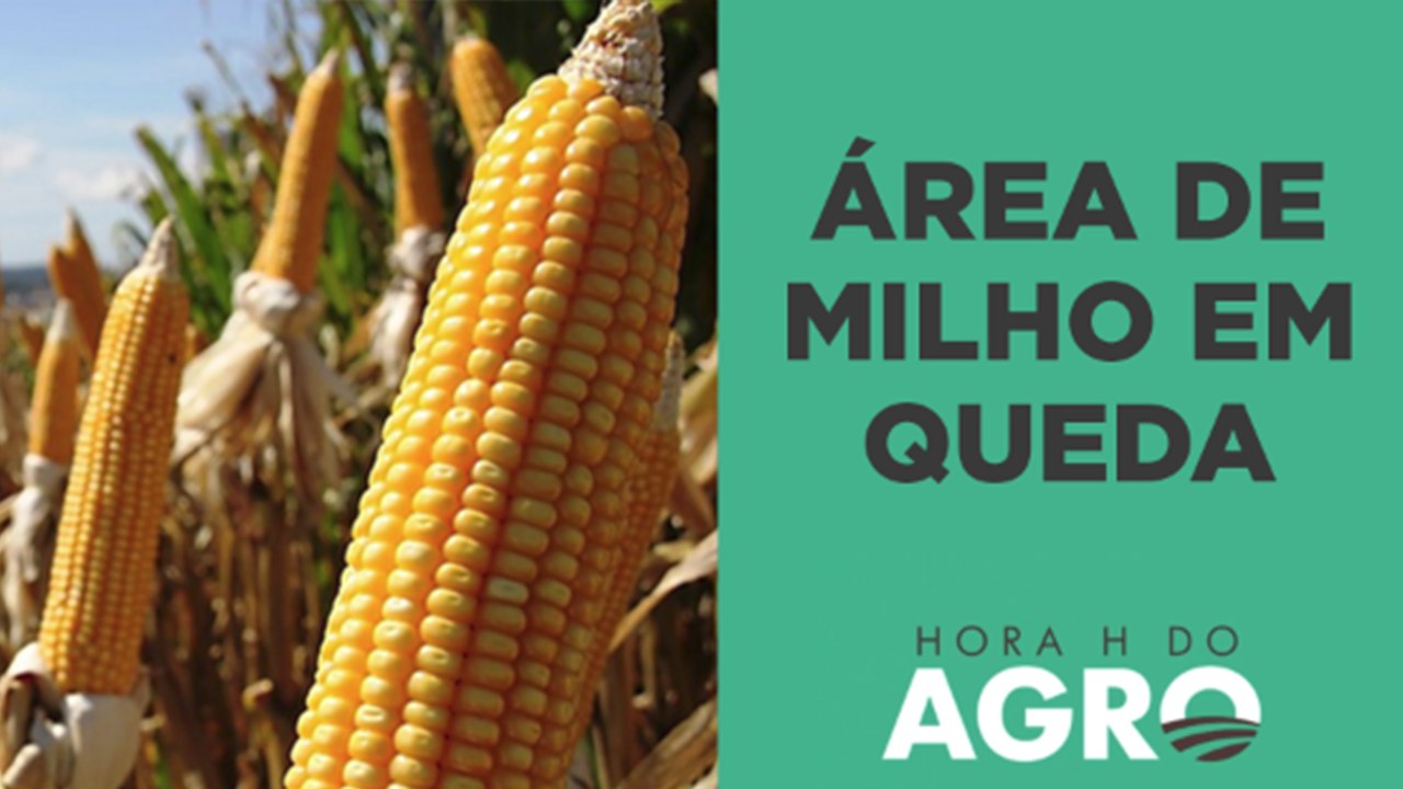 Área de milho terá a primeira redução em 5 anos I HORA H DO AGRO