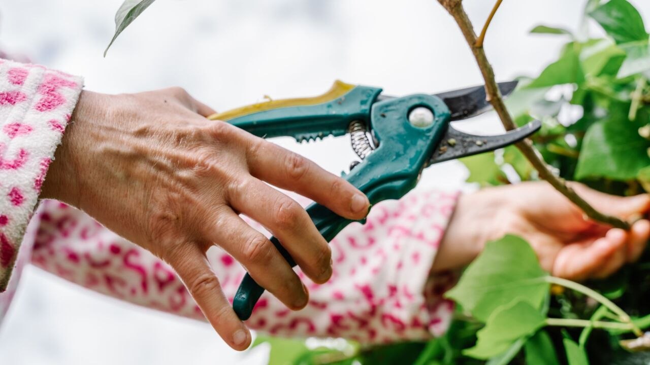 7 of the Worst Mistakes to Avoid When Pruning Plants