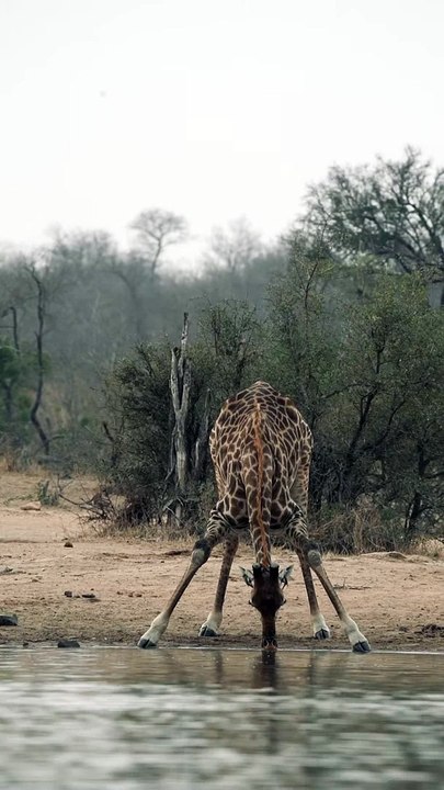 Wonder how a Giraffe drinks water #Shorts