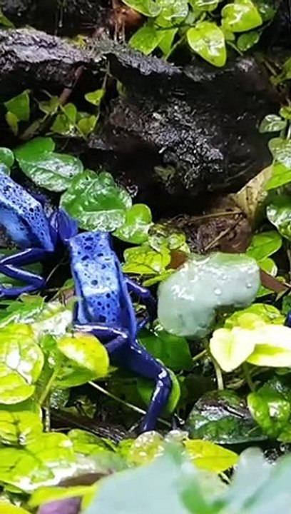 Der Giftigste Vogel Der Welt