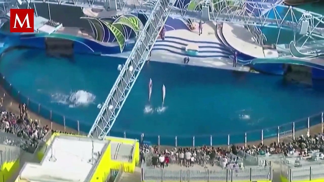 La historia de Tilikum: la orca en cautiverio que mató a su entrenadora