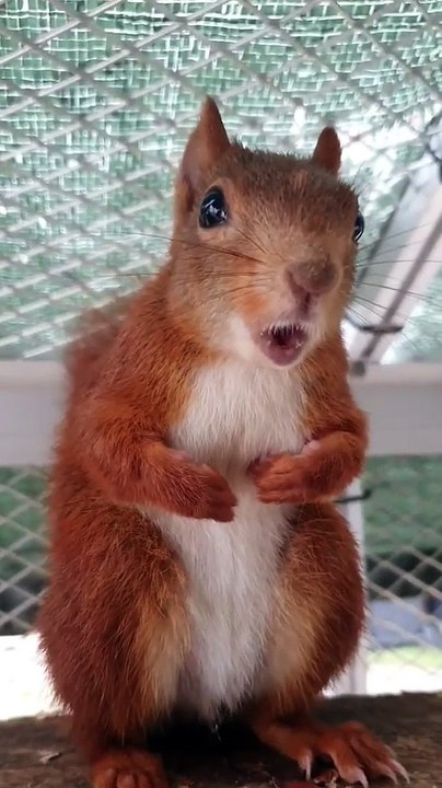 L'écureuil agité émet des sons