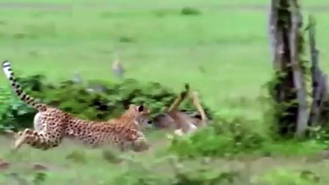 HERD ELEPHANTS STRANGLE CHEETAH & ATTACK CROCODILE TO SAVE IMPALA & BABY ELEPHANT