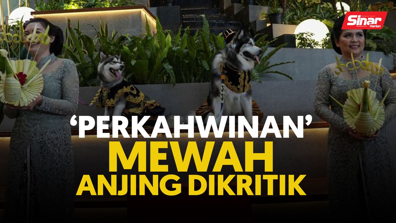 'Perkahwinan' mewah anjing dikritik