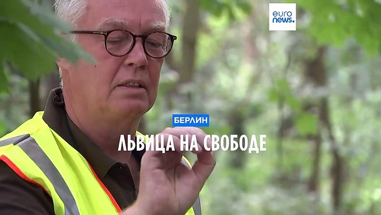 Берлин: львица на свободе