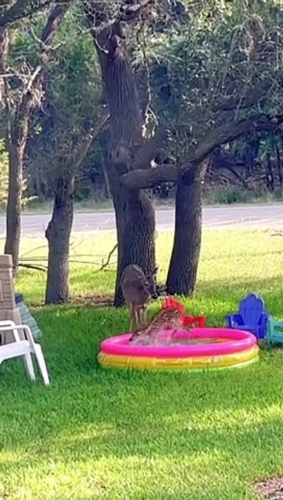 Fawn Tries The Kiddie Pool