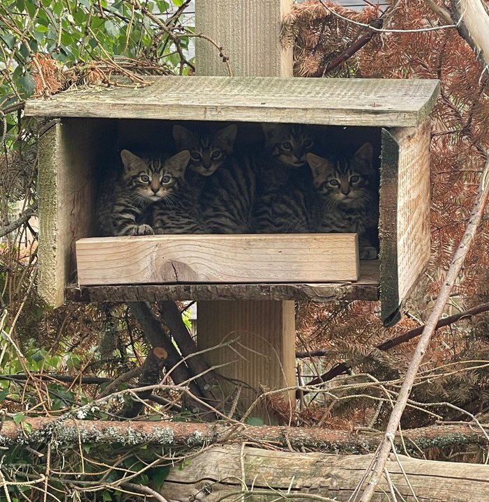 Wildcat kittens