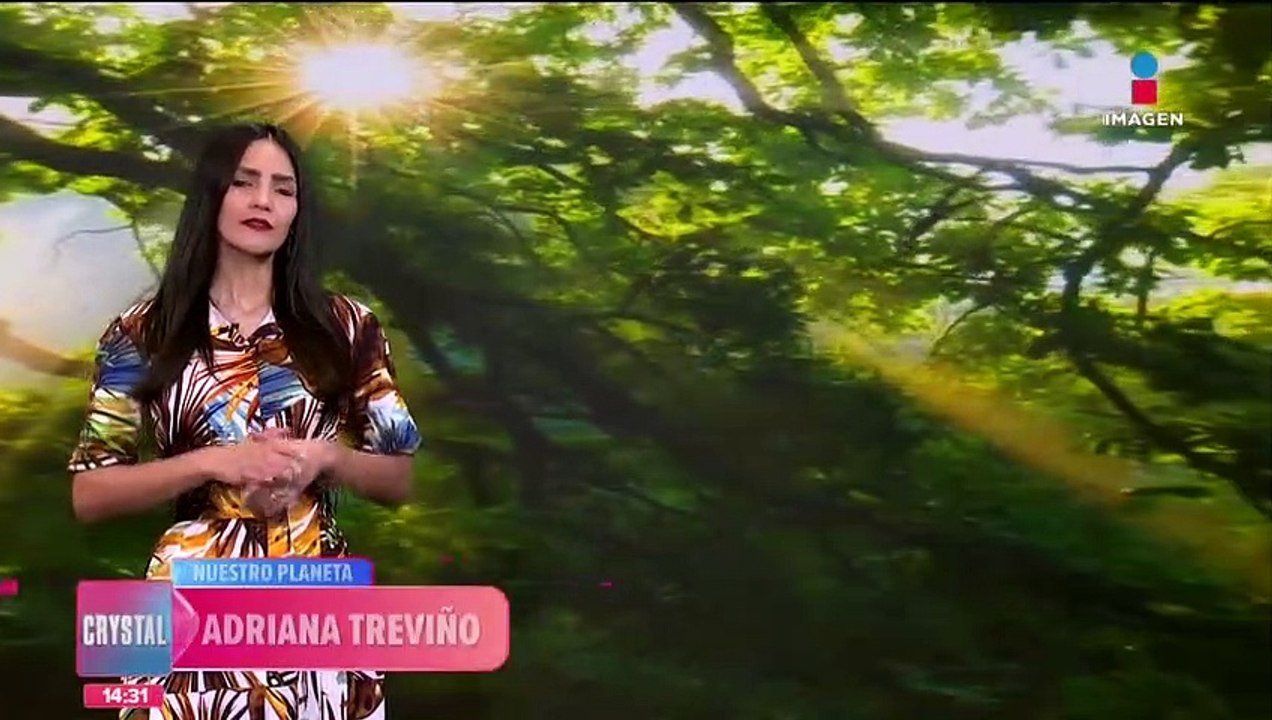 Sacrifican a ballenas varadas en Australia