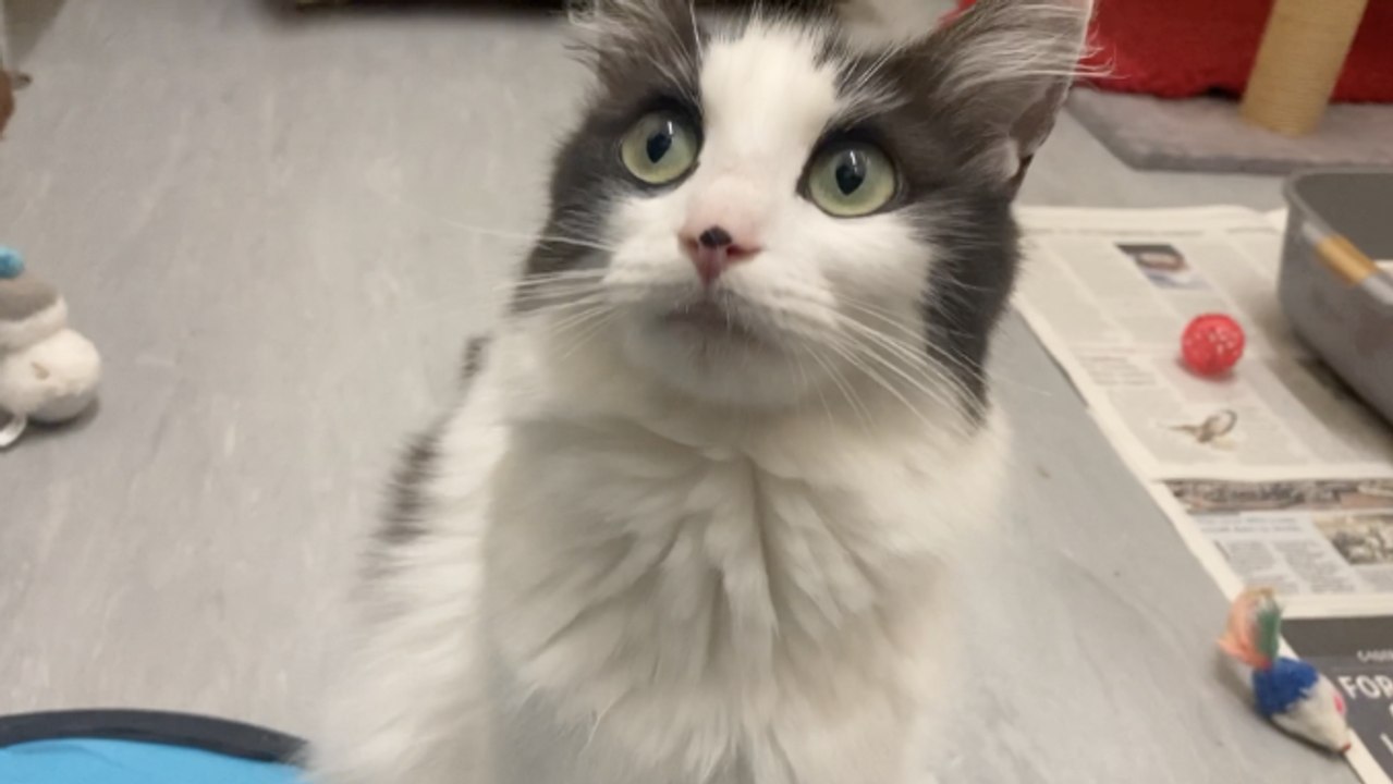 Sheffield Cat Shelter at almost double capacity