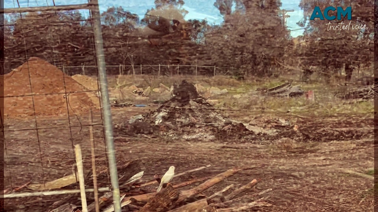 Albino Indian myna on Mount Panorama