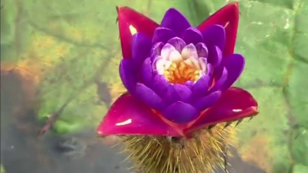 Makhana Kaise Banta hai | Makhana Making Process | Fox Nut Farming | Makhana ki kheti