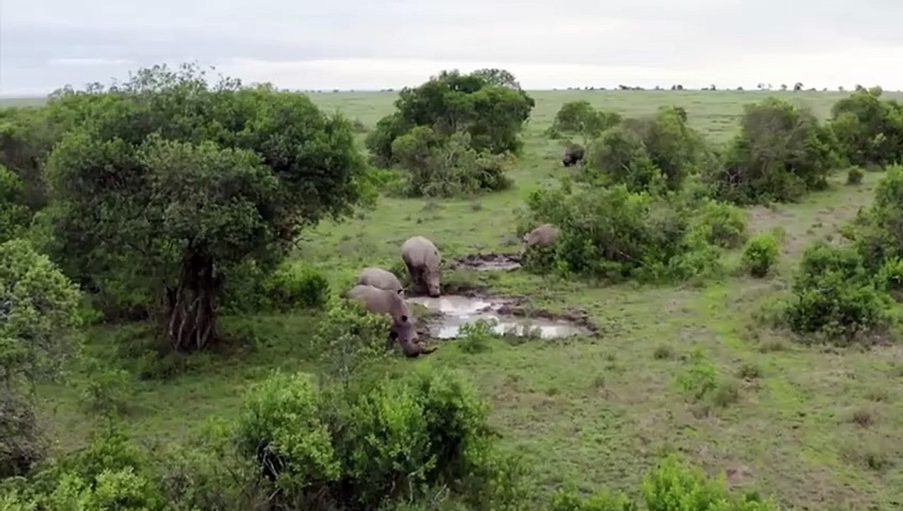 OMG ! Crazy Rhino Attacks Hyenas And Tragic End For Hyenas