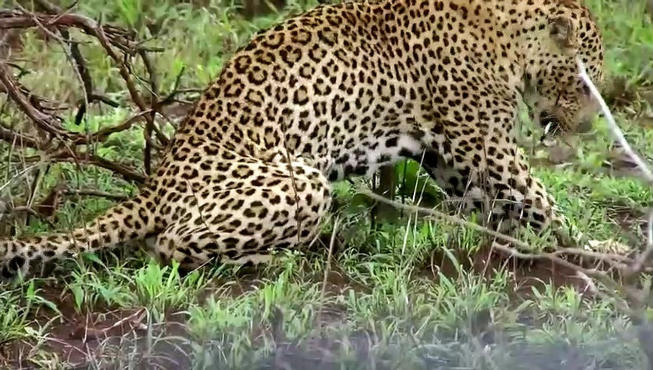 Hedgehog is too dangerous Hedgehog Vs Lion fight really strong