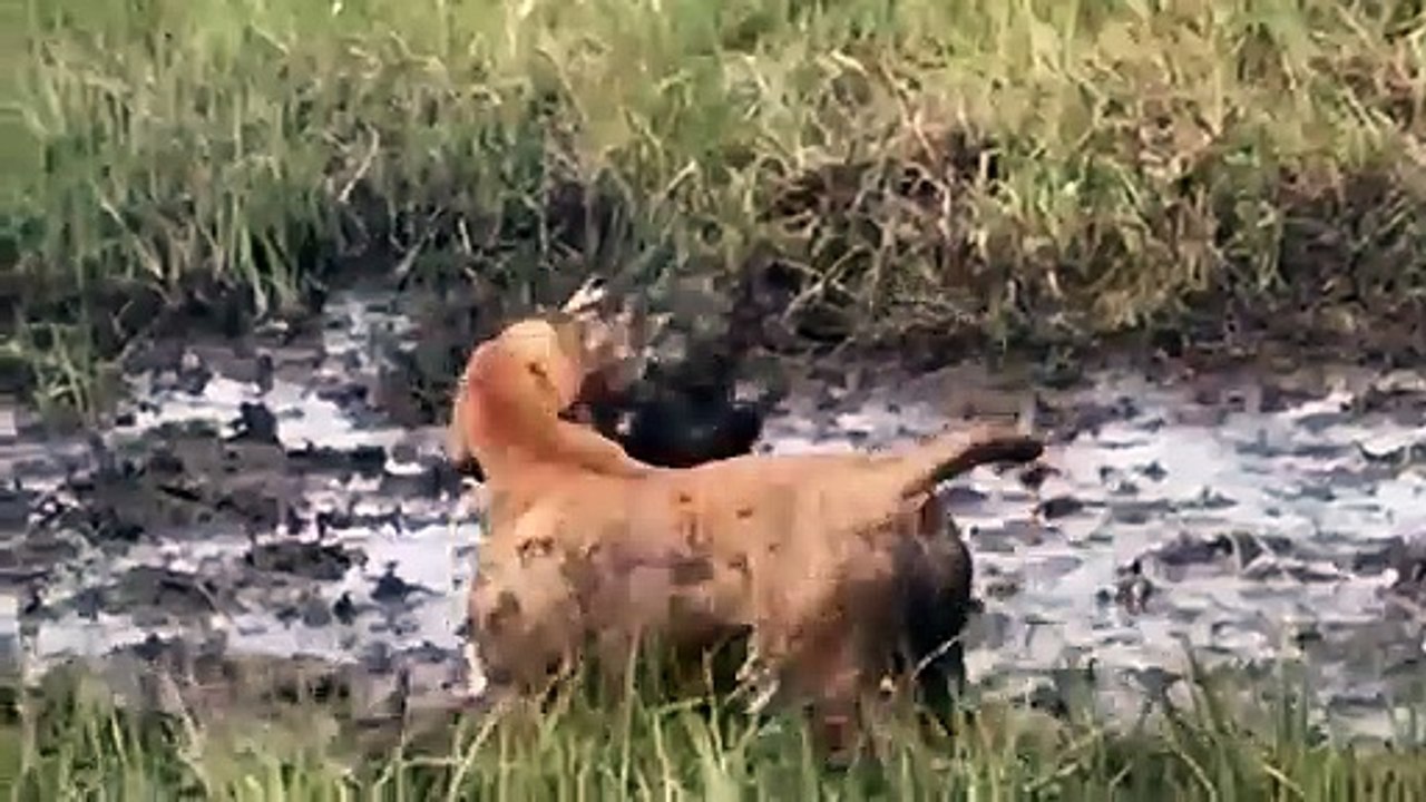Porcupine in Action   Porcupine vs Bear, Python, Leopard, Dog
