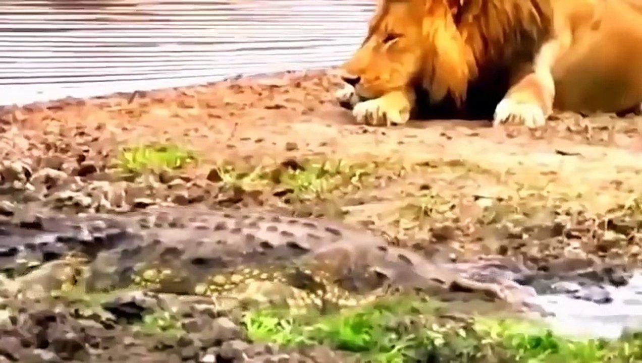 Tragic! Lion Lost A Leg When Clashing With A Giant Crocodile - Lion Failed Miserably