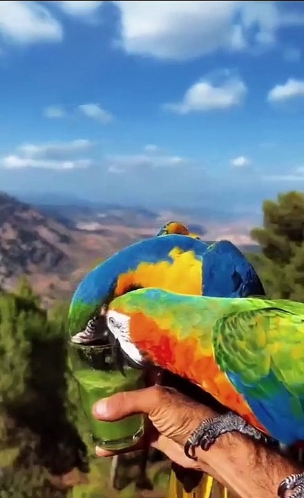 “The bird is powered by its own life and by its motivation.”