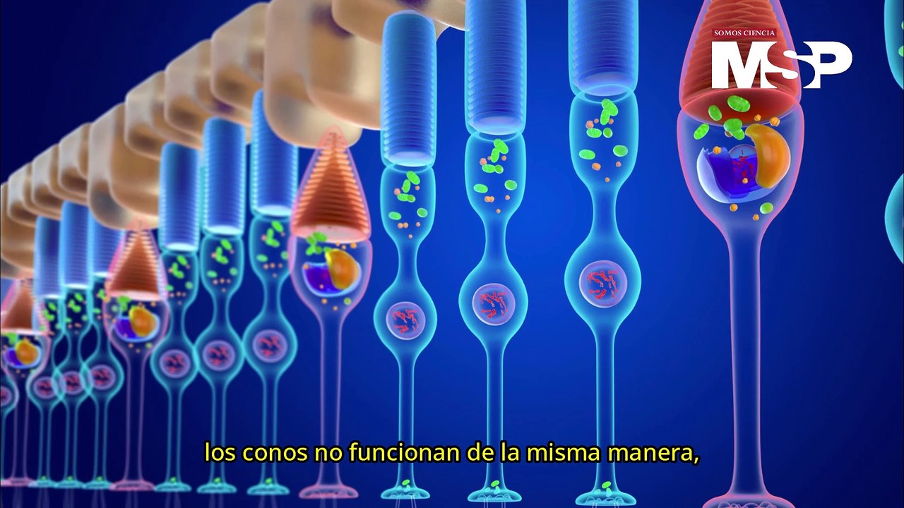 ¿Cómo funciona el daltonismo? - #ExclusivoMSP