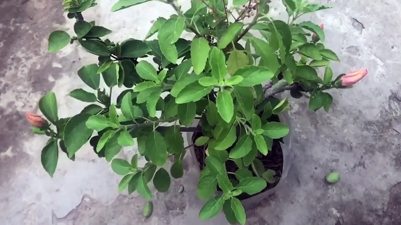 বাংলা চটি গল্প | choti golpo | গোপনে দেখুন