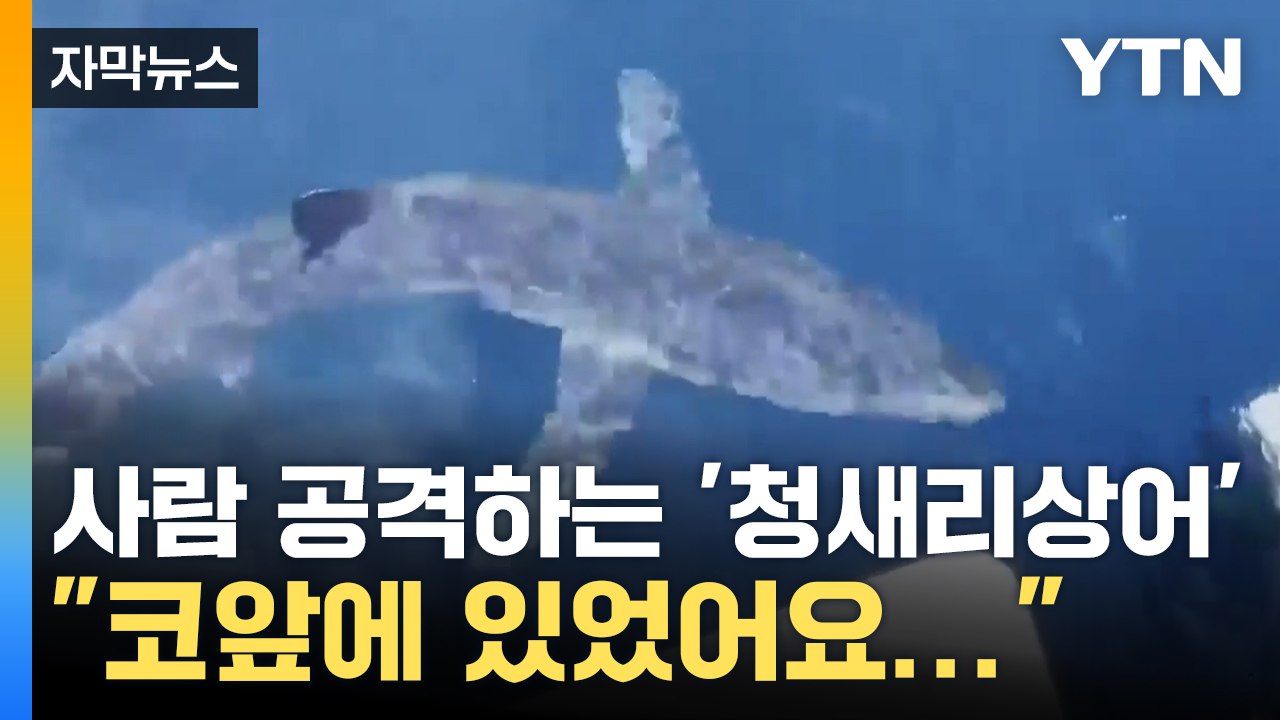 [자막뉴스] "코앞에 상어가..." 강릉 앞바다서 발견된 '청새리상어' / YTN