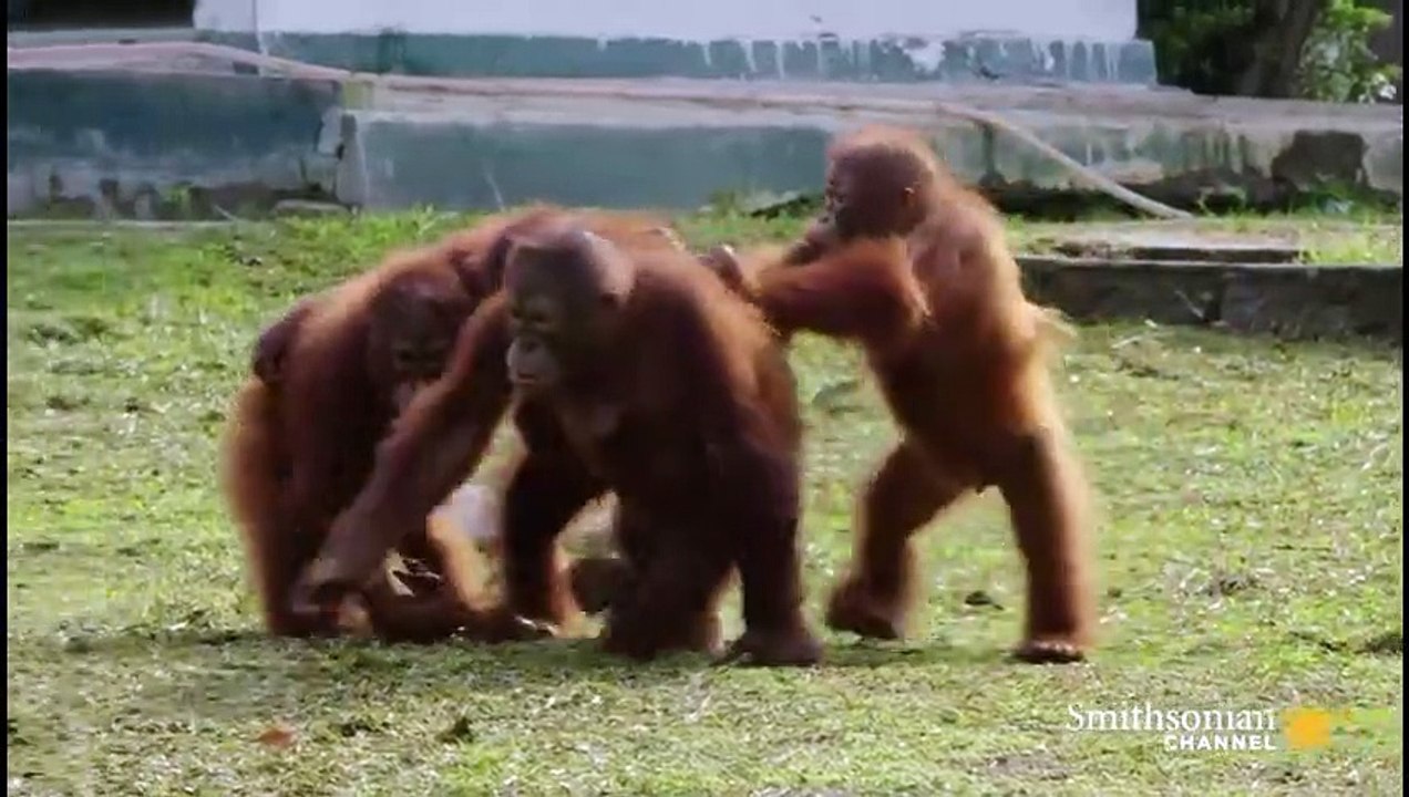 Orangutan Jungle School And So It Begins... (Full Episode)