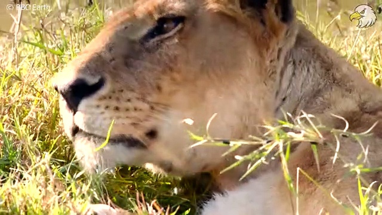 Seriously Injured Lion And How Lucky They Are To Have Human Help, What Happened Next