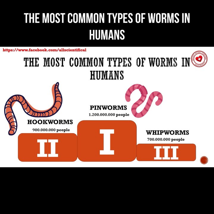 The most common types of worms in humans
